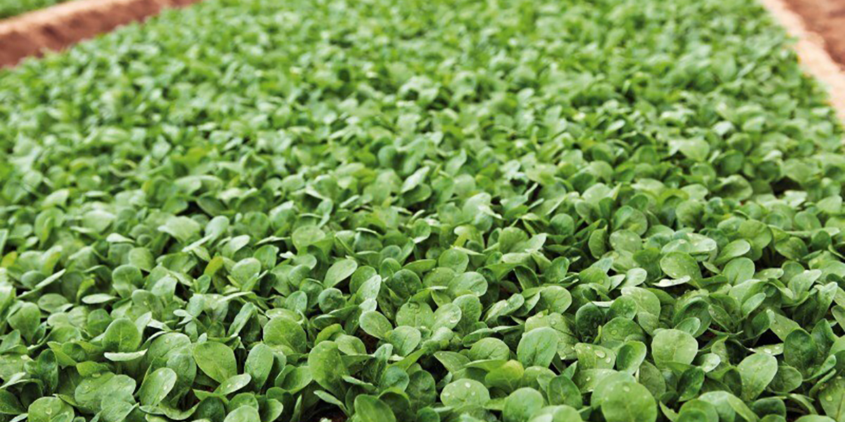 Valeriana Nunhems, compatta e dalla lunga shelf life